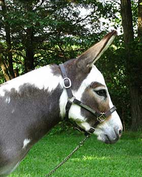 Panda - miniature donkey jennet